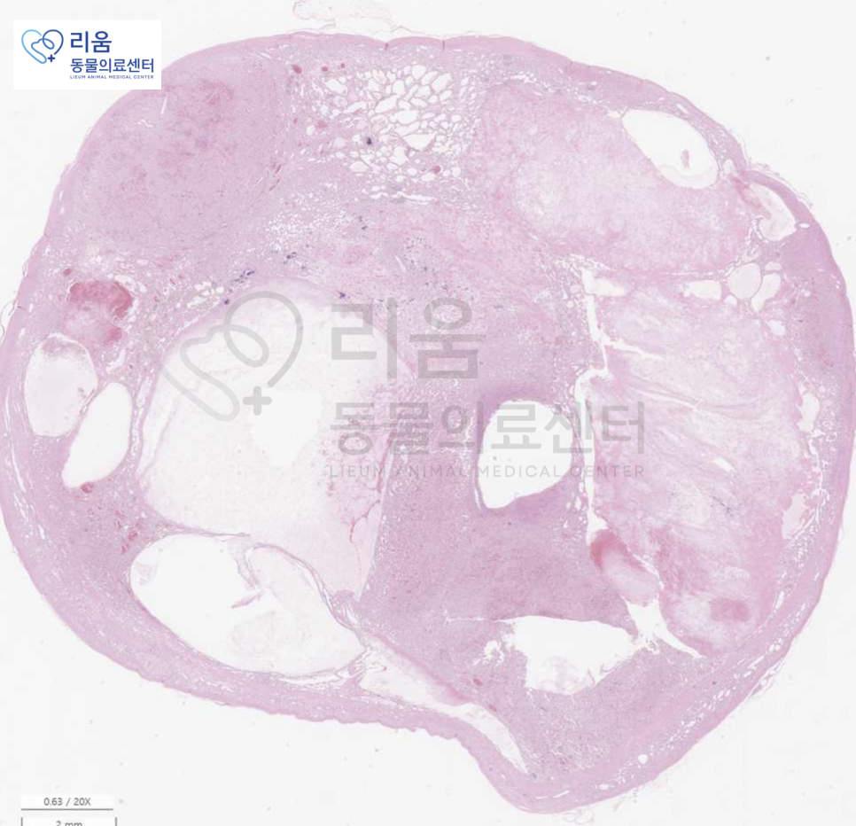 강아지 부신종양 CT 수술 후기 및 비용 안내 — 사진 9