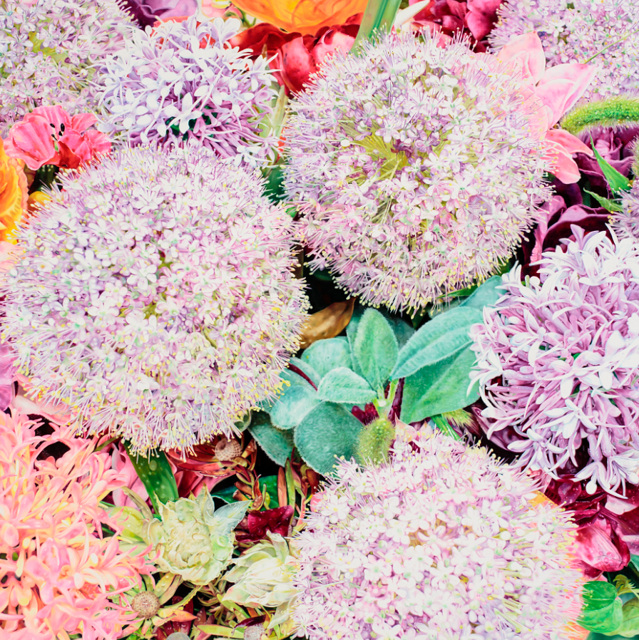 브로콜리 지역정보 관련 사진 3