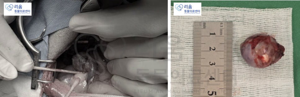 강아지 부신종양 CT 수술 후기 및 비용 안내 — 사진 8