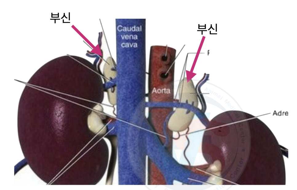 강아지 부신종양 CT 수술 후기 및 비용 안내 — 사진 2