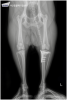 스피츠 전십자인대 단열 TPLO 수술 비용 및 회복 과정 — 사진 10