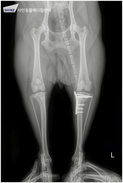 스피츠 전십자인대 단열 TPLO 수술 비용 및 회복 과정 — 사진 10