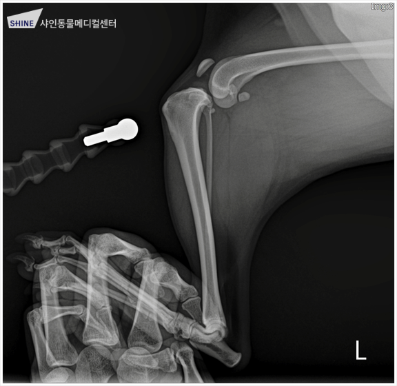 스피츠 전십자인대 단열 TPLO 수술 비용 및 회복 과정 — 사진 9