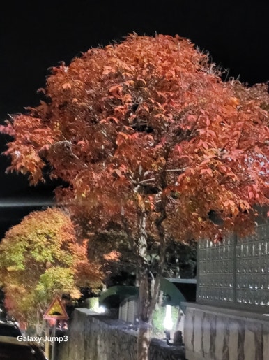 청강쏘가리 이미지