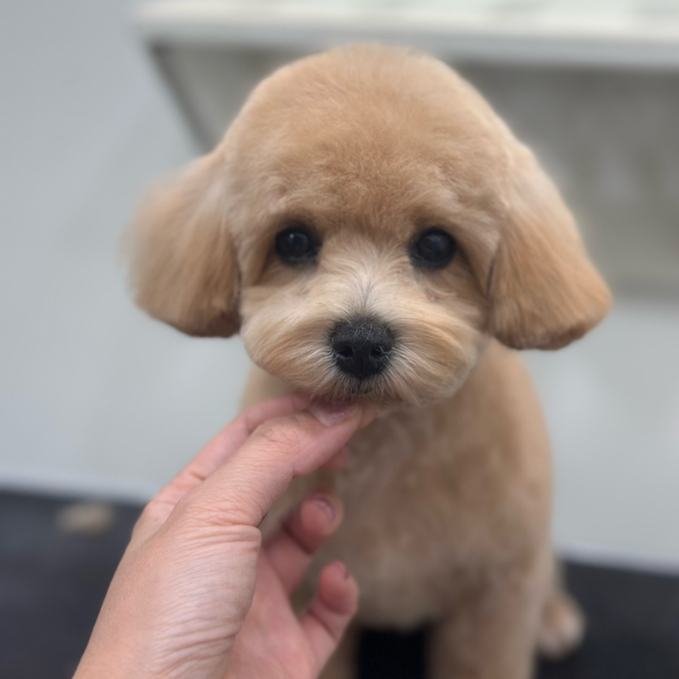 부산 강아지미용학원 비용, 자격증 주말반 후기 — 사진 2