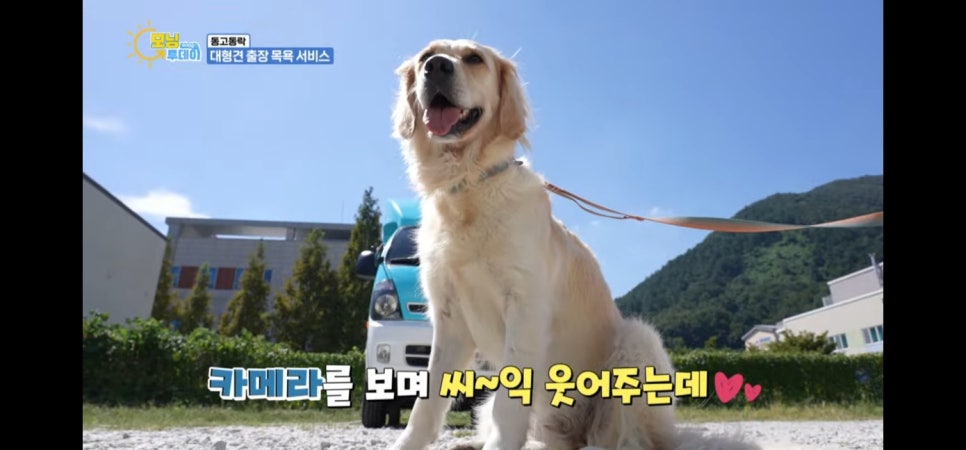 대형견 출장 미용 & 목욕, 멍빨DAY로 스트레스 없이! — 사진 13