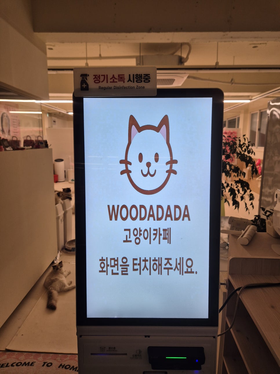 안산 고양이카페 우다다다: 교감하며 힐링하는 특별한 시간 — 사진 5