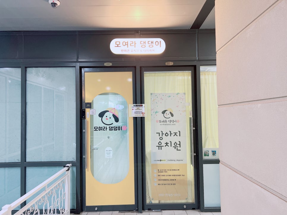김포 강아지 유치원 모여라댕댕이: 사회성·훈련 효과 — 사진 2