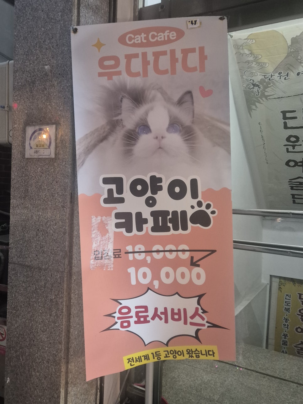 안산 고양이카페 우다다다: 교감하며 힐링하는 특별한 시간 — 사진 4