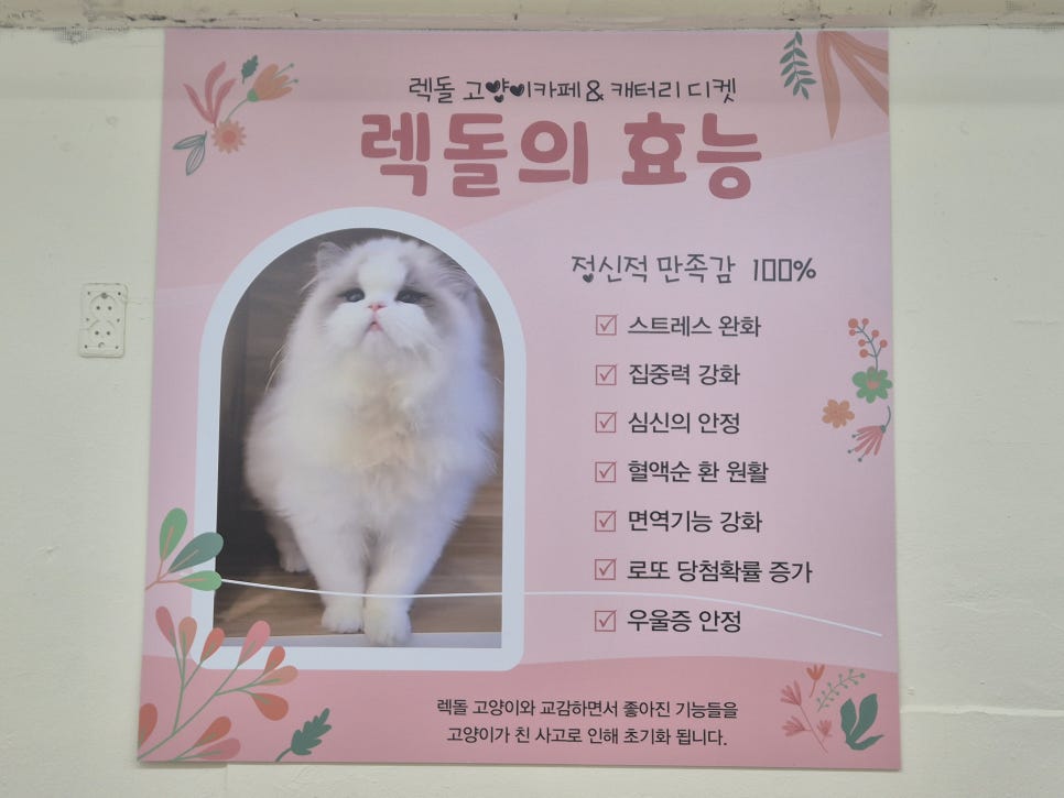 안산 고양이카페 우다다다: 교감하며 힐링하는 특별한 시간 — 사진 7