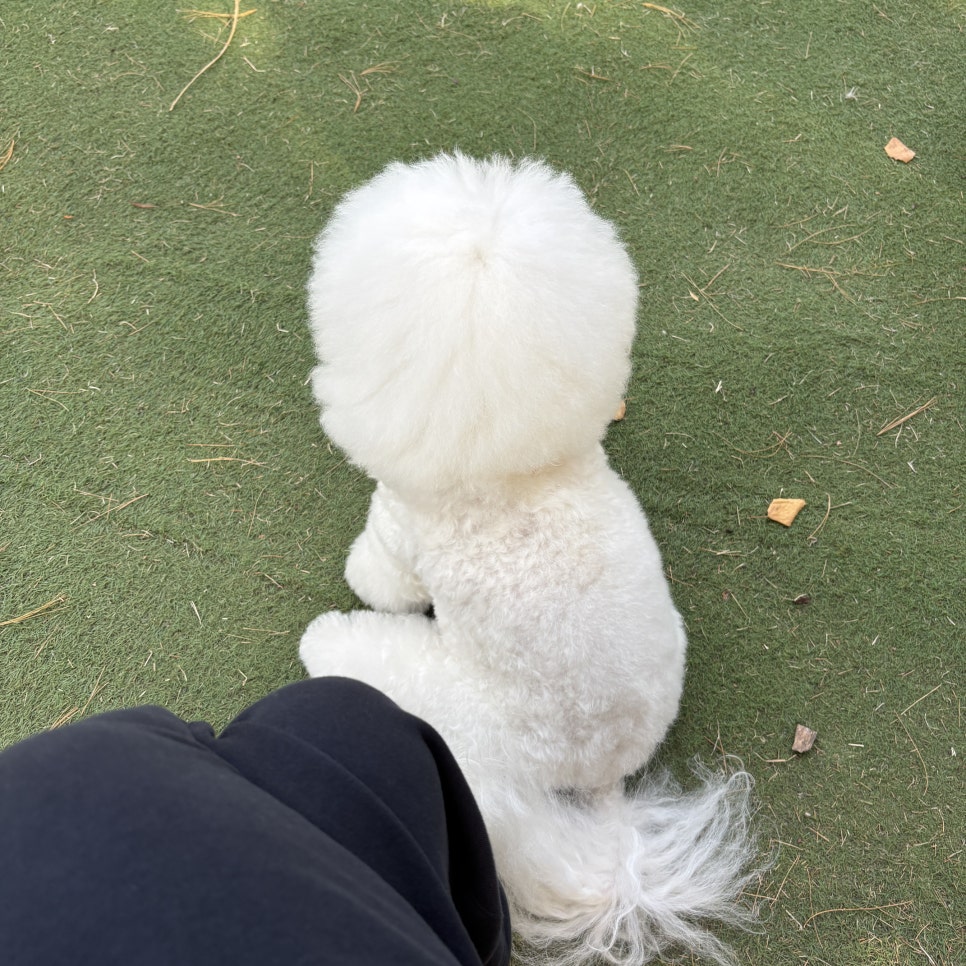 위례 스타필드 펫파크, 강아지 놀이터 후기 및 이용 팁 — 사진 9
