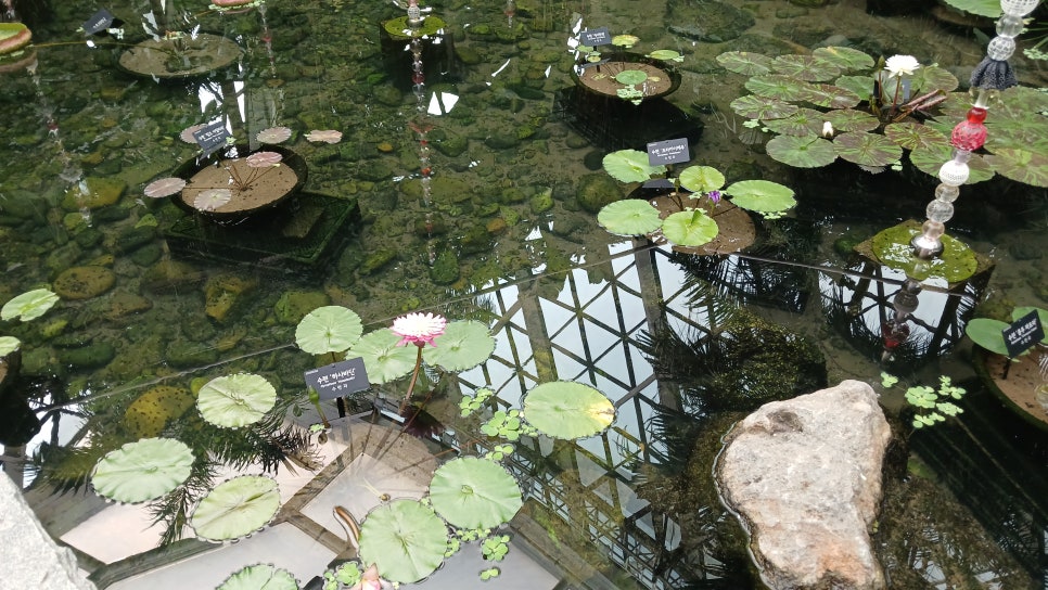 브로콜리 지역정보 관련 사진 4