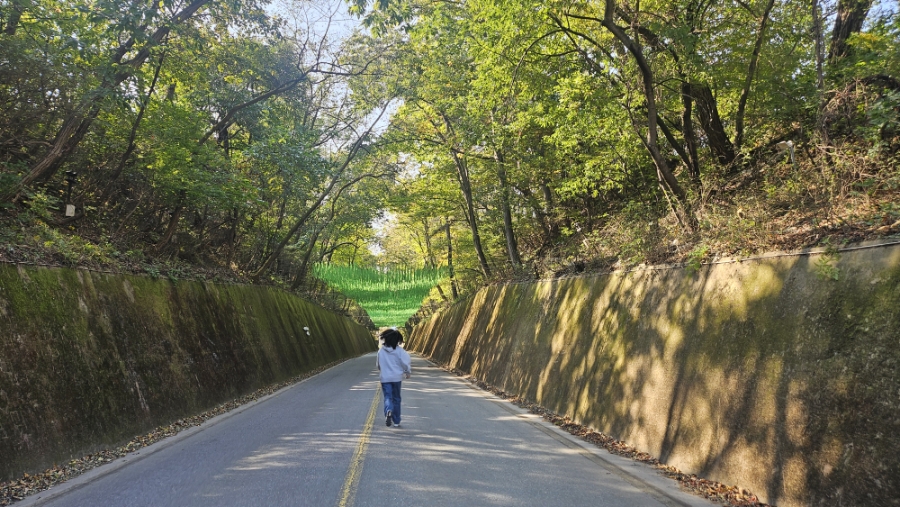 이끼터널 이미지