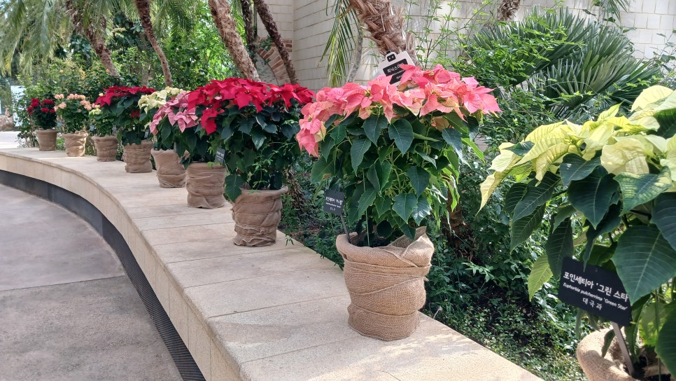 브로콜리 지역정보 관련 사진 7