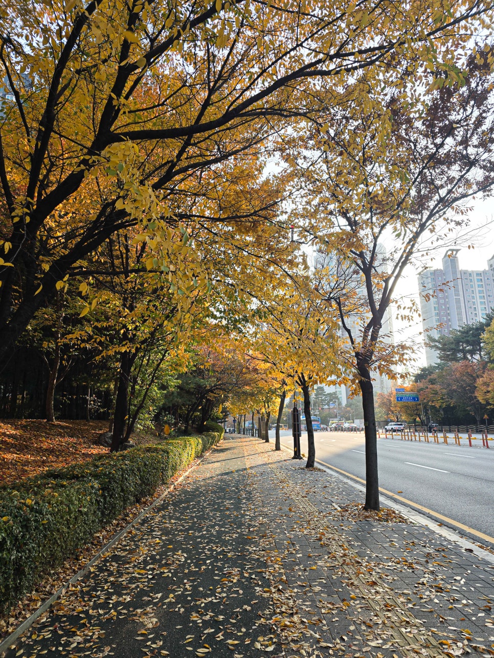 동탄 가을 단풍 명소: 강아지와 함께 센트럴파크, 노작공원 데이트 — 사진 2