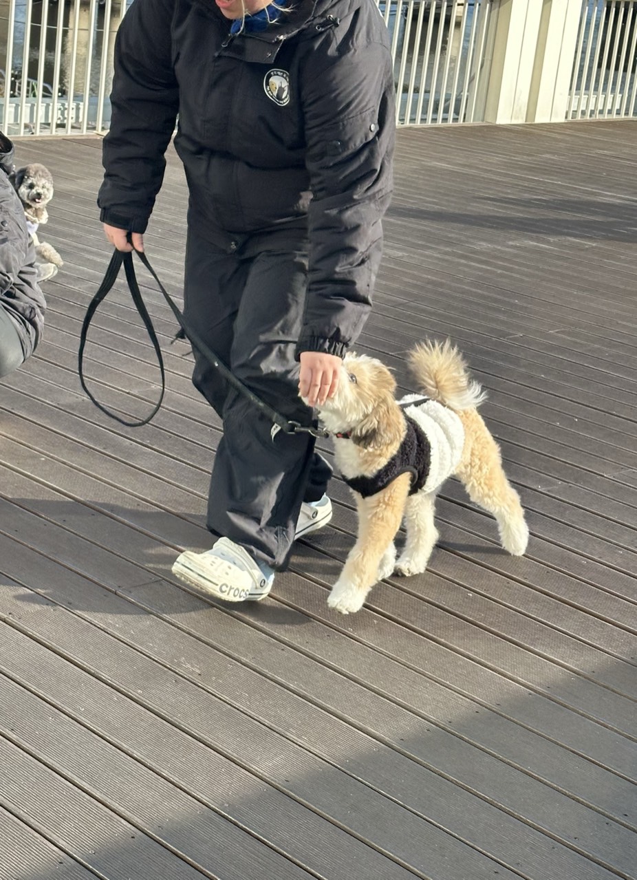 울산 강아지 짖음·입질 교정 훈련 후기 — 사진 5