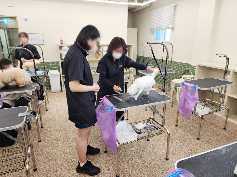 강남 애견미용학원, 단계별 수업으로 전문가 되기 — 사진 4