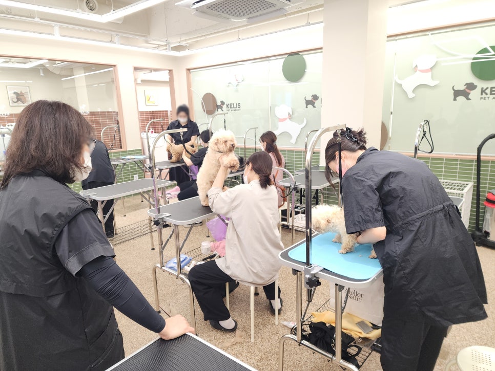 강남 애견미용학원, 단계별 수업으로 전문가 되기 — 사진 2