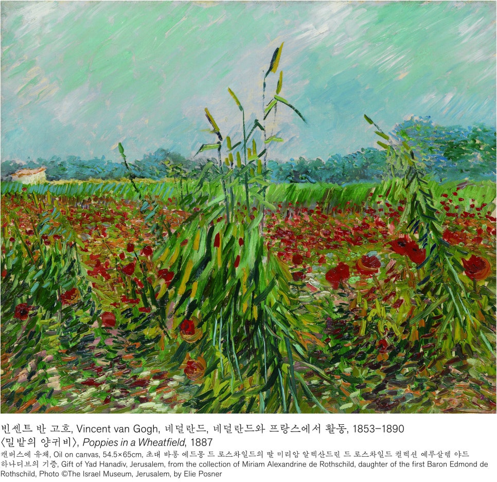 브로콜리 지역정보 관련 사진 2