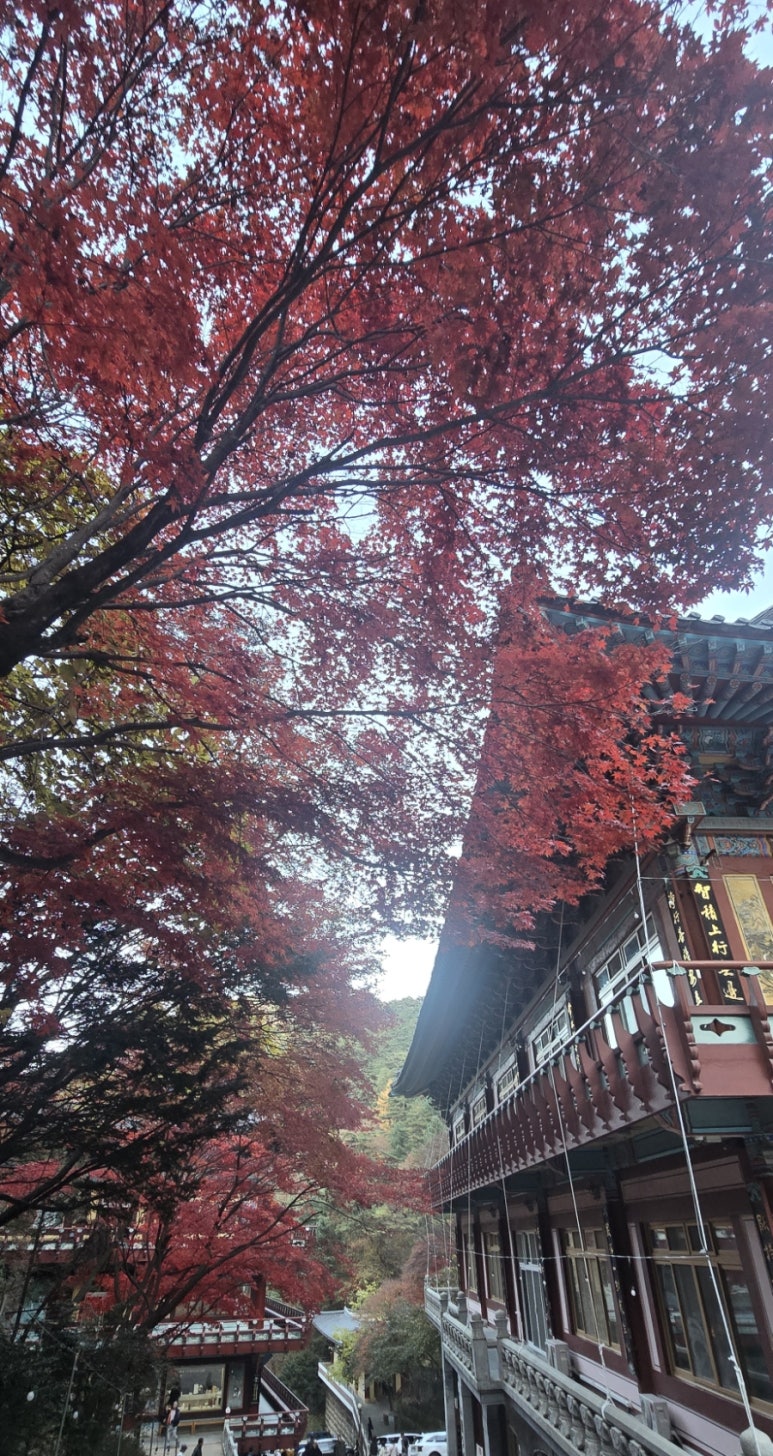 구인사 주차장 이미지