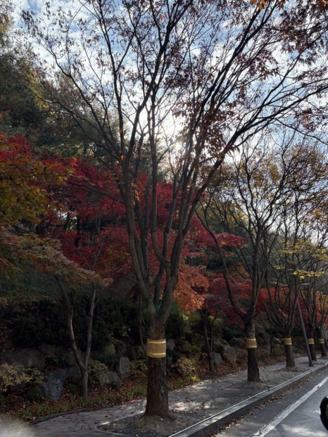 소노벨단양 미채원 이미지