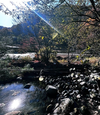 바위집염소 이미지