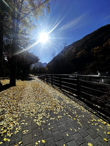 바위집염소 이미지