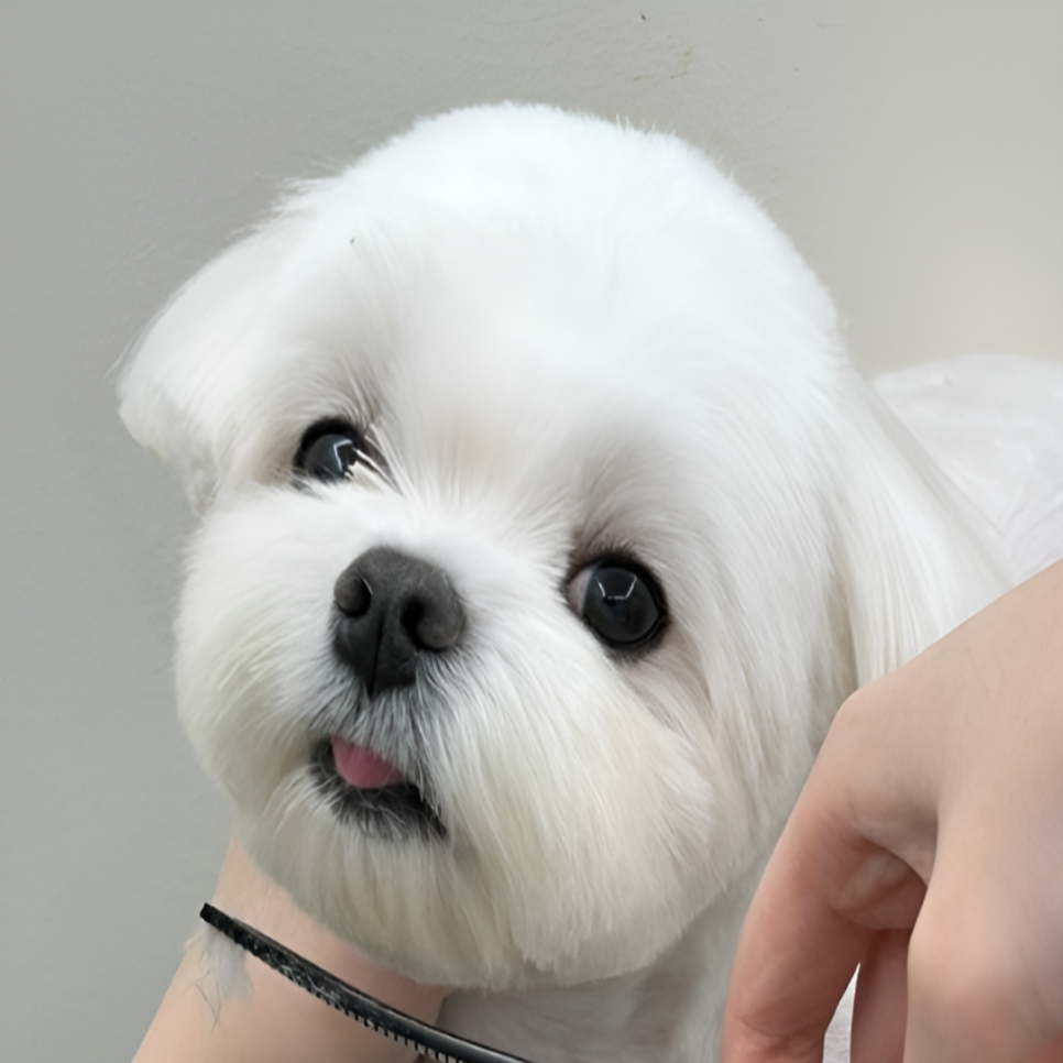 대전 강아지미용학원 비용, 자격증 취득 기간 및 후기 — 사진 2