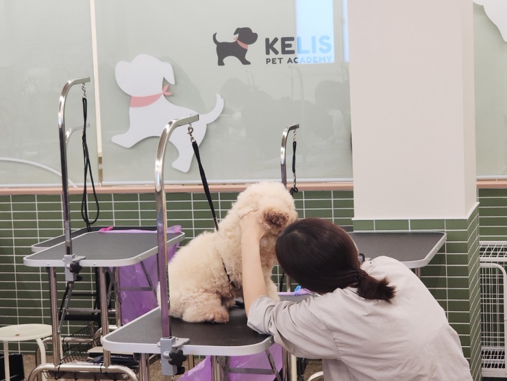 강아지미용학원 실습 교육, 다양한 견종 경험 후기 — 사진 5
