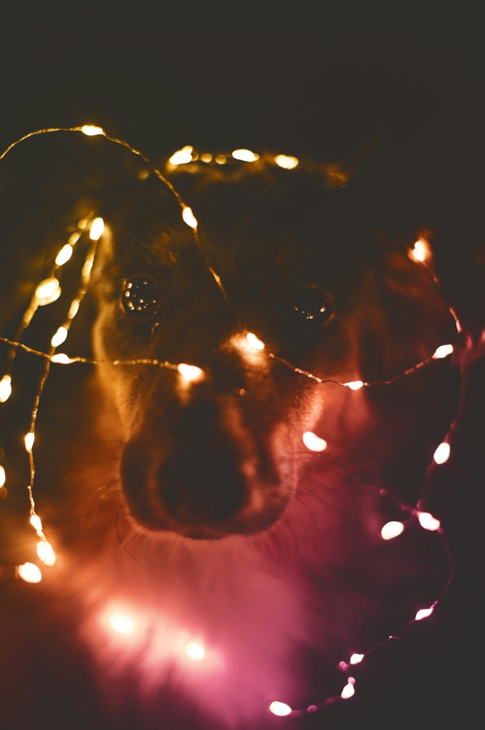 강아지 집안 사고 예방