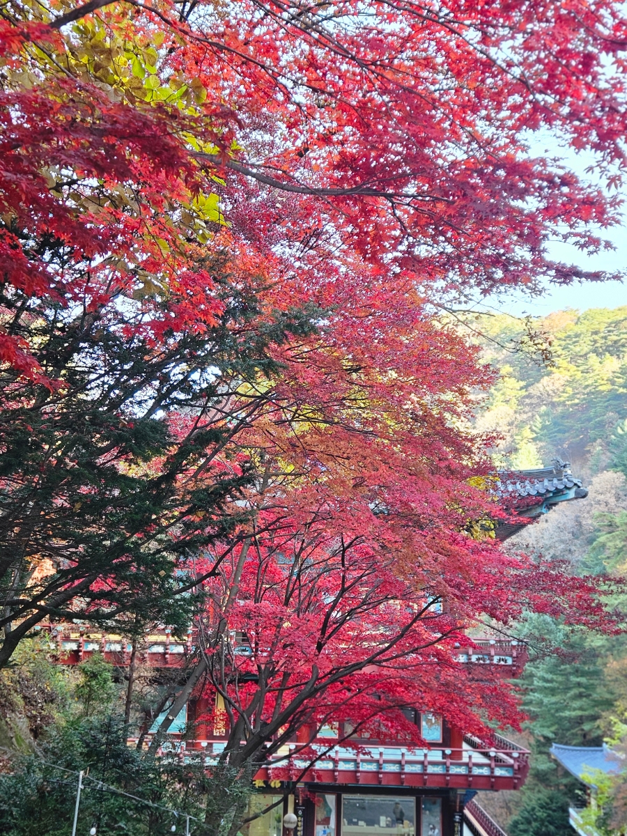 구인사 주차장 이미지