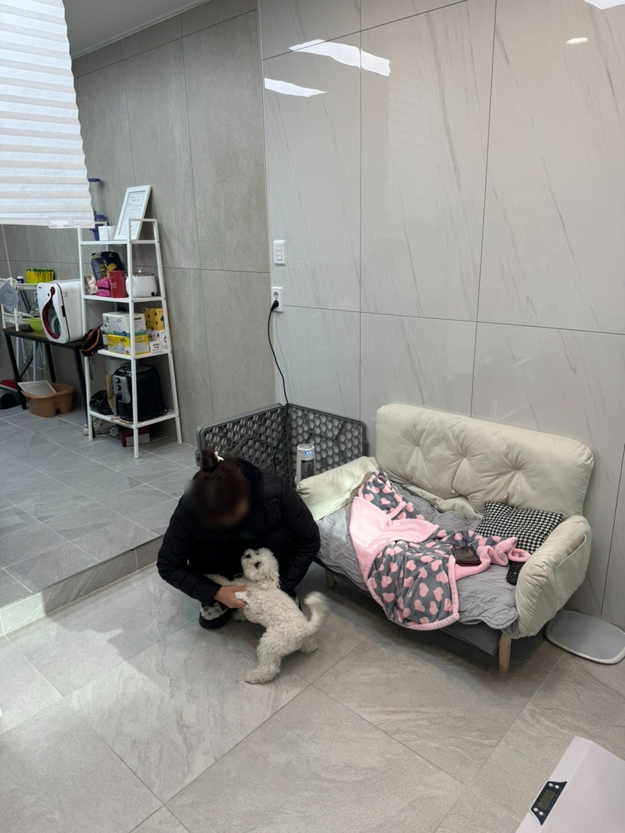 영등포 비숑 위생미용, 이뿌개에서 합리적인 가격으로! — 사진 6