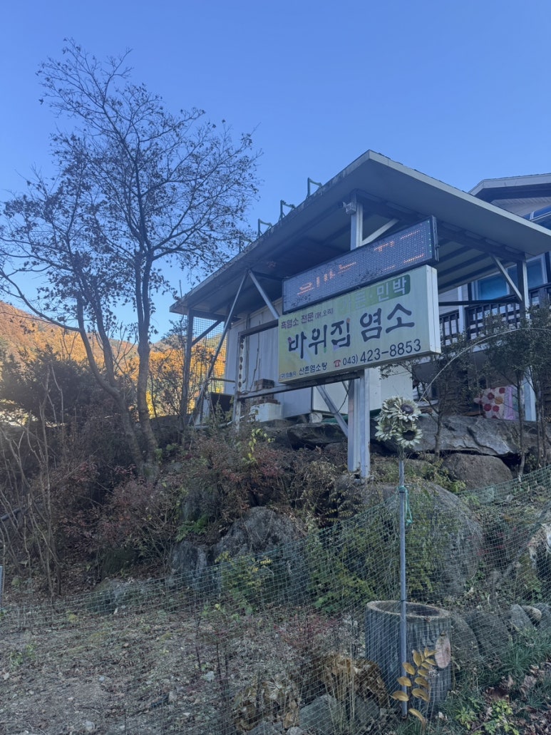 바위집염소 이미지