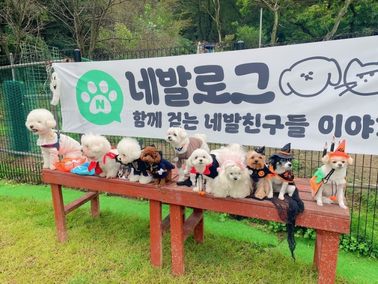 강아지 네발로그 정모 후기: 강아지 문제행동 상담 및 교류