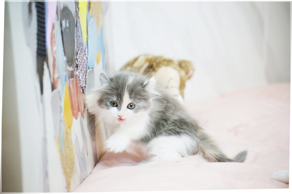 먼치킨 고양이 입양 방법 및 후기: 건강한 아이 맞이하기