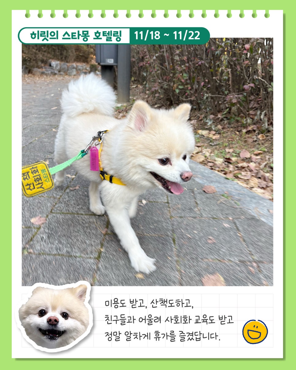 서초 스타몽 애견호텔, 강아지 4박 5일 호캉스 후기 — 사진 4