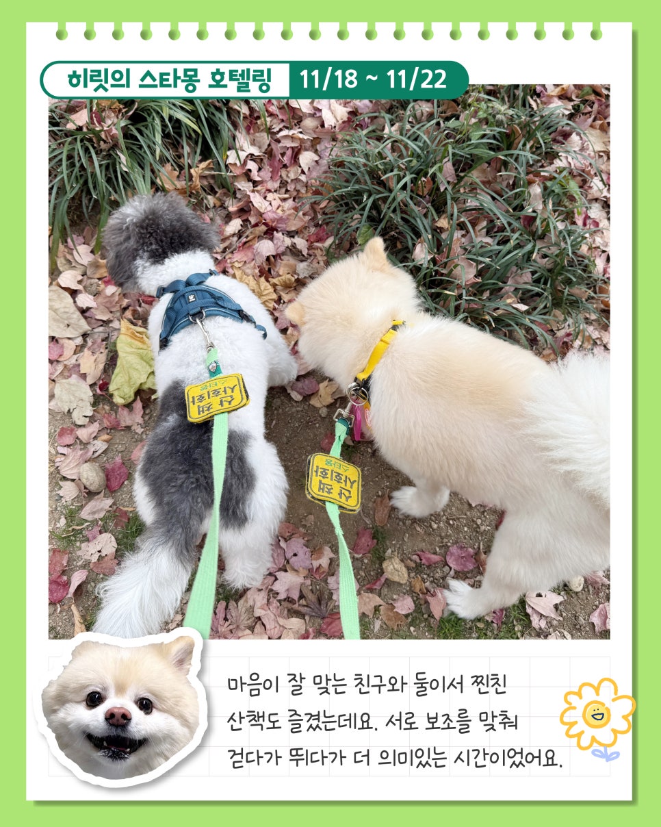 서초 스타몽 애견호텔, 강아지 4박 5일 호캉스 후기 — 사진 3