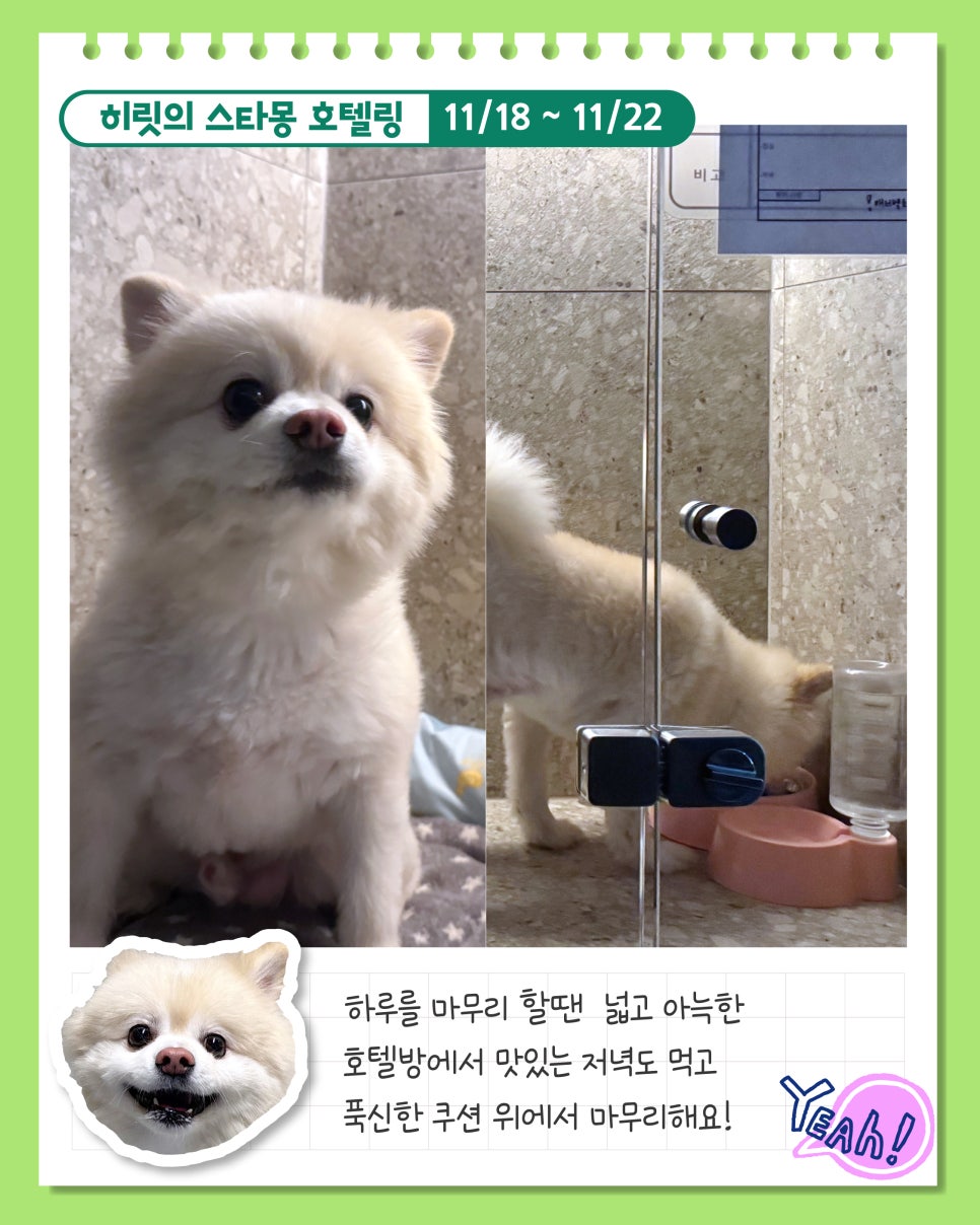 서초 스타몽 애견호텔, 강아지 4박 5일 호캉스 후기 — 사진 6
