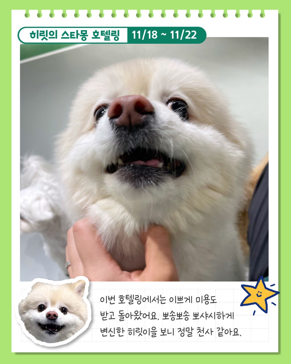 서초 스타몽 애견호텔, 강아지 4박 5일 호캉스 후기 — 사진 5