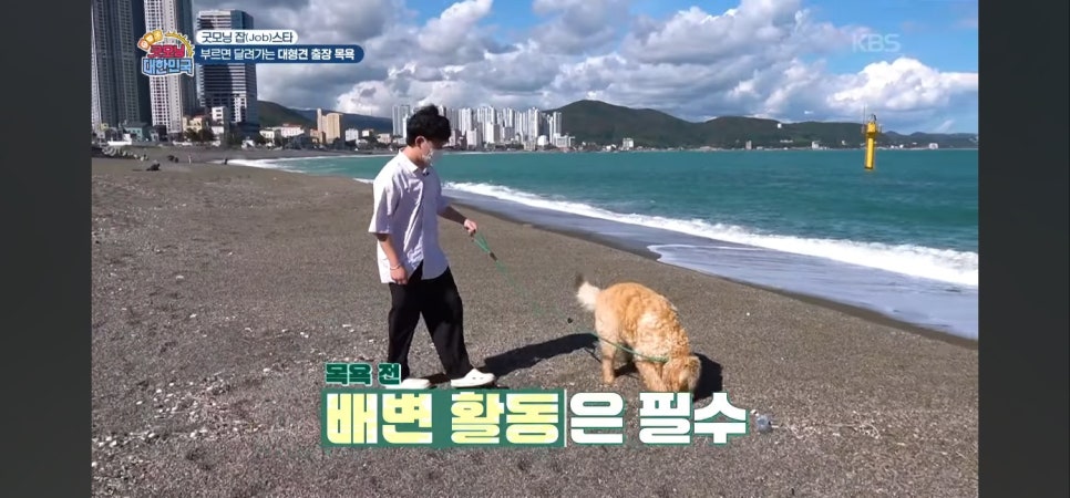 대형견 출장 미용 & 목욕, 멍빨DAY로 스트레스 없이! — 사진 15