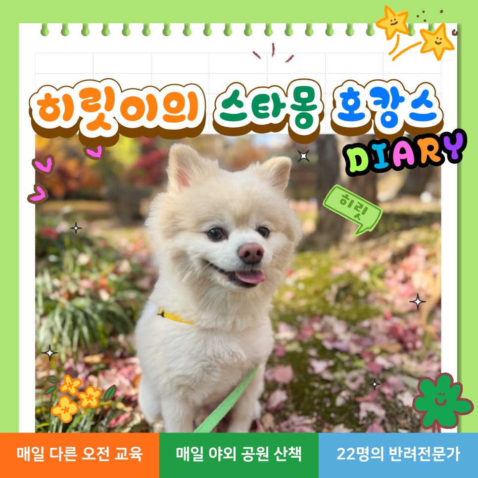 서초 스타몽 애견호텔, 강아지 4박 5일 호캉스 후기