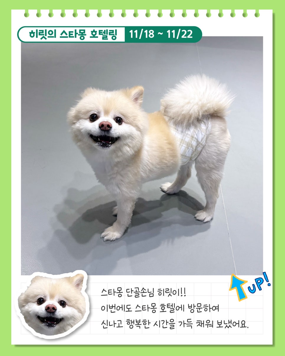 서초 스타몽 애견호텔, 강아지 4박 5일 호캉스 후기 — 사진 7