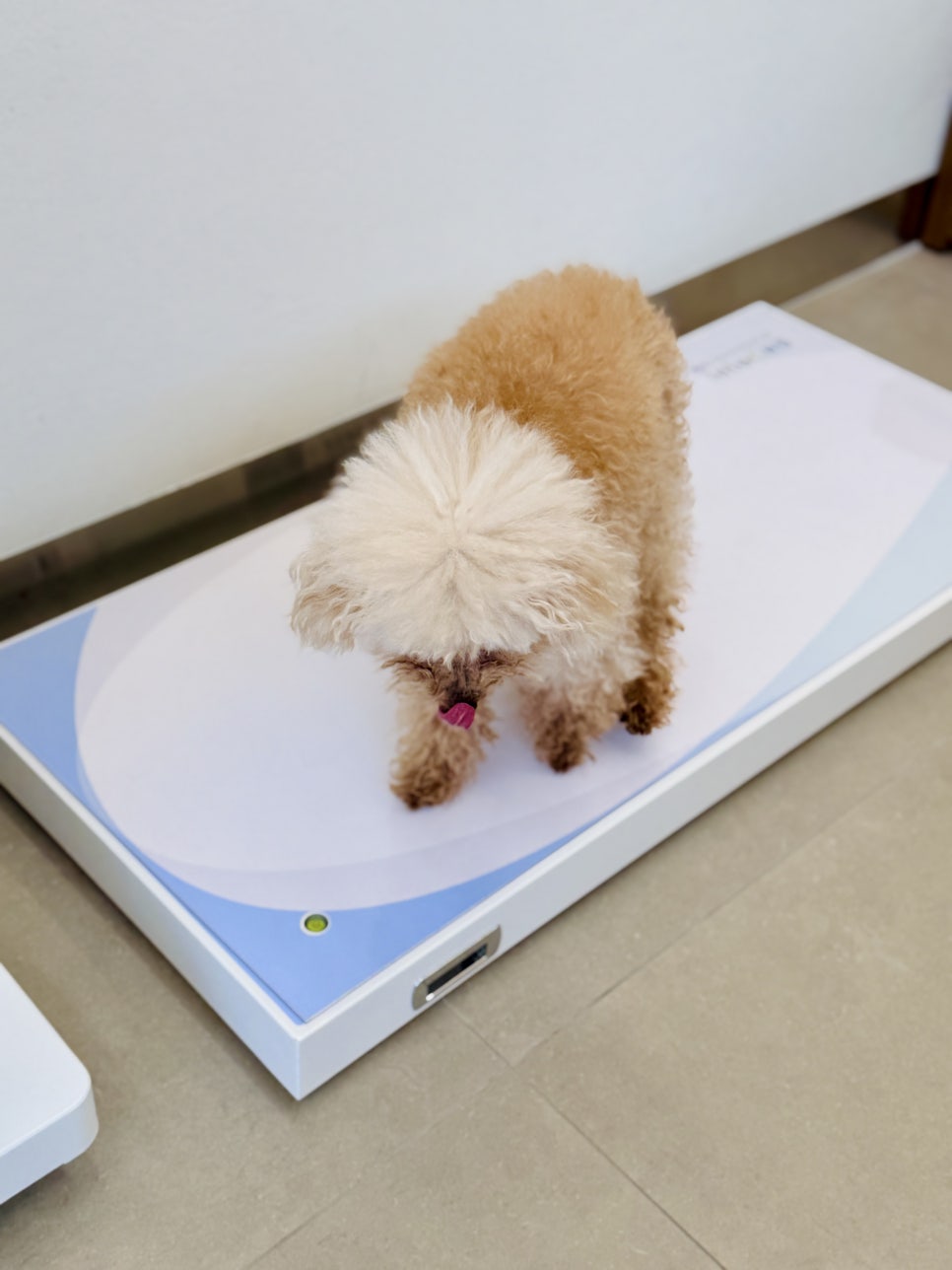 강아지 심장 초음파 검사, 강남 24시 온숲동물의료센터 비용 및 후기 — 사진 6