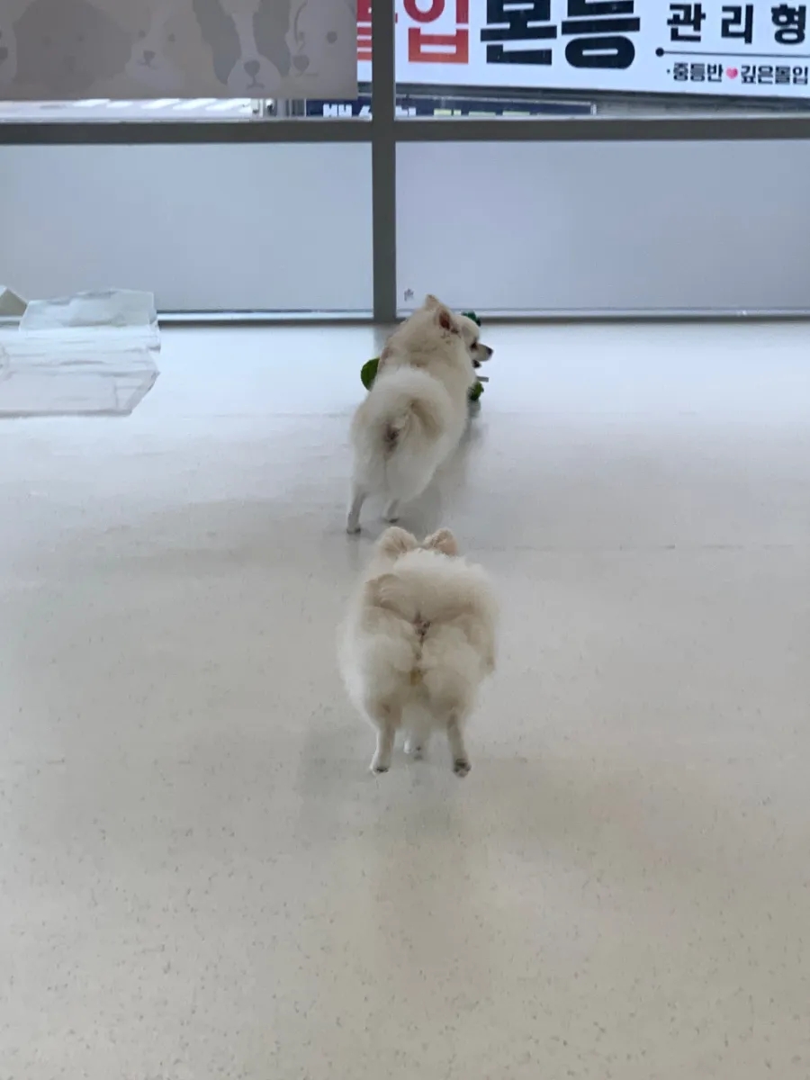 용인 수지 강아지 유치원, 멍집사 데이케어 비용 및 후기 — 사진 6