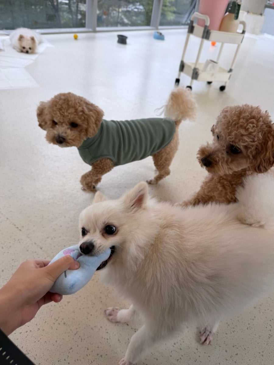 용인 수지 강아지 유치원, 멍집사 데이케어 비용 및 후기 — 사진 15