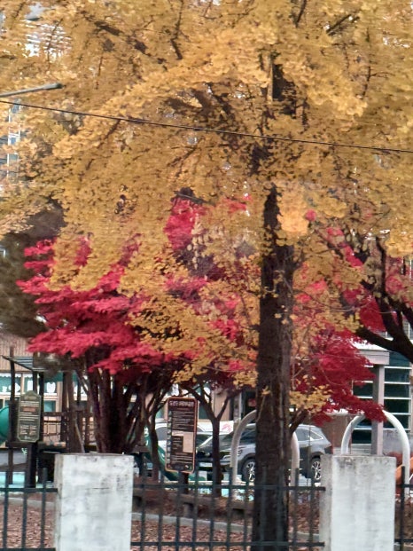 라이라이 이미지