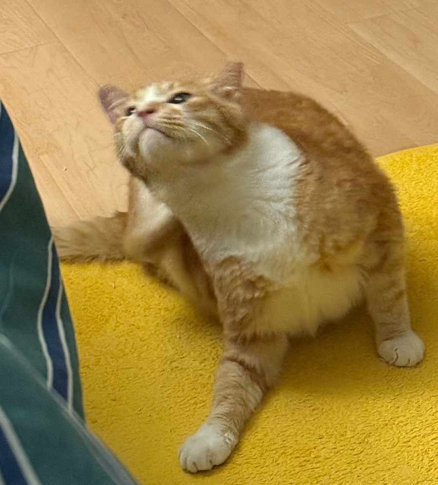 라이라이 이미지