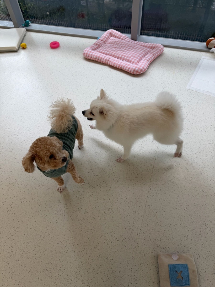 용인 수지 강아지 유치원, 멍집사 데이케어 비용 및 후기 — 사진 14