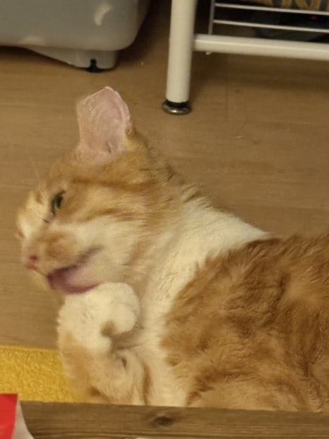 라이라이 이미지