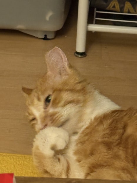 라이라이 이미지